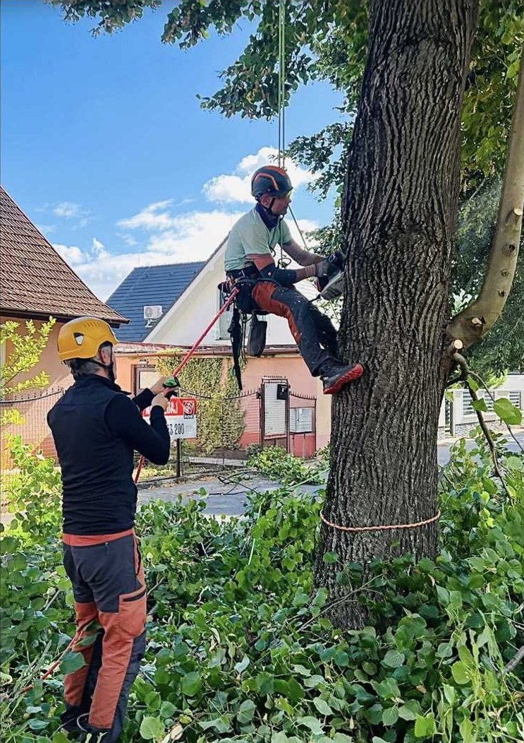 Rizikový výrub a orez